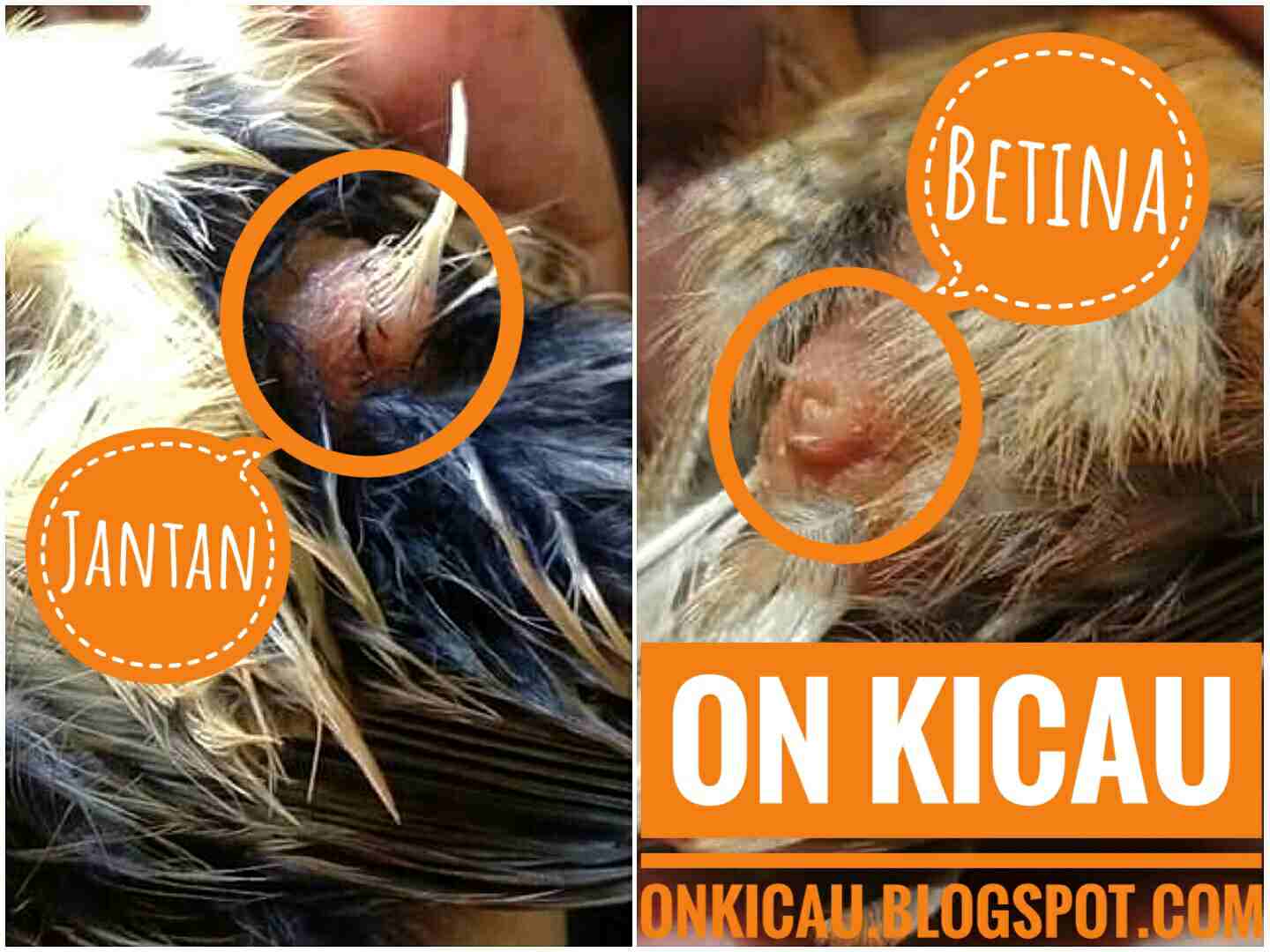 Ciri-ciri perbedaan Kenari jantan dan betina paling akurat - On Kicau