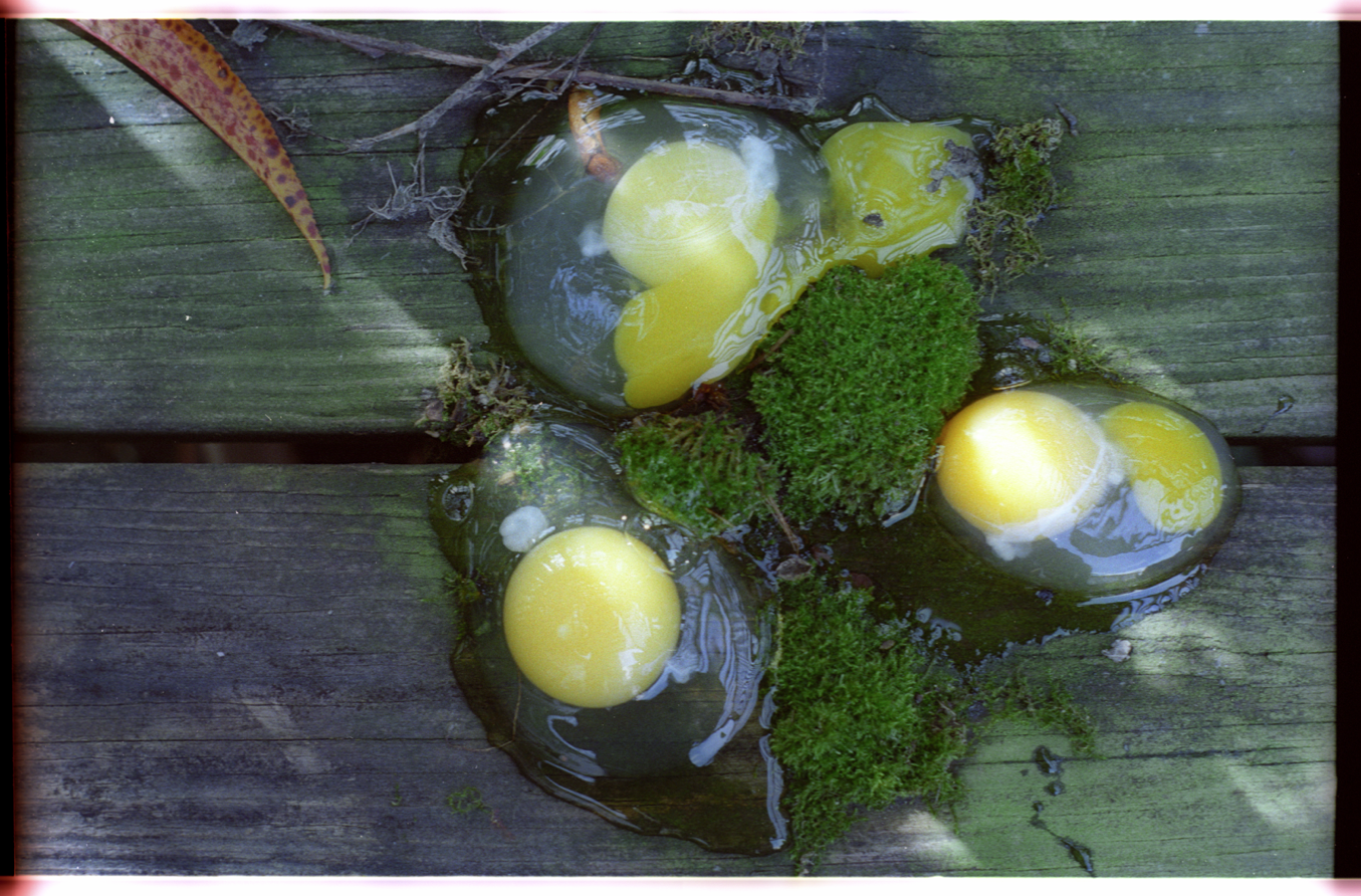 sodestroyit eggs, eggs, eggs, and more eggs....