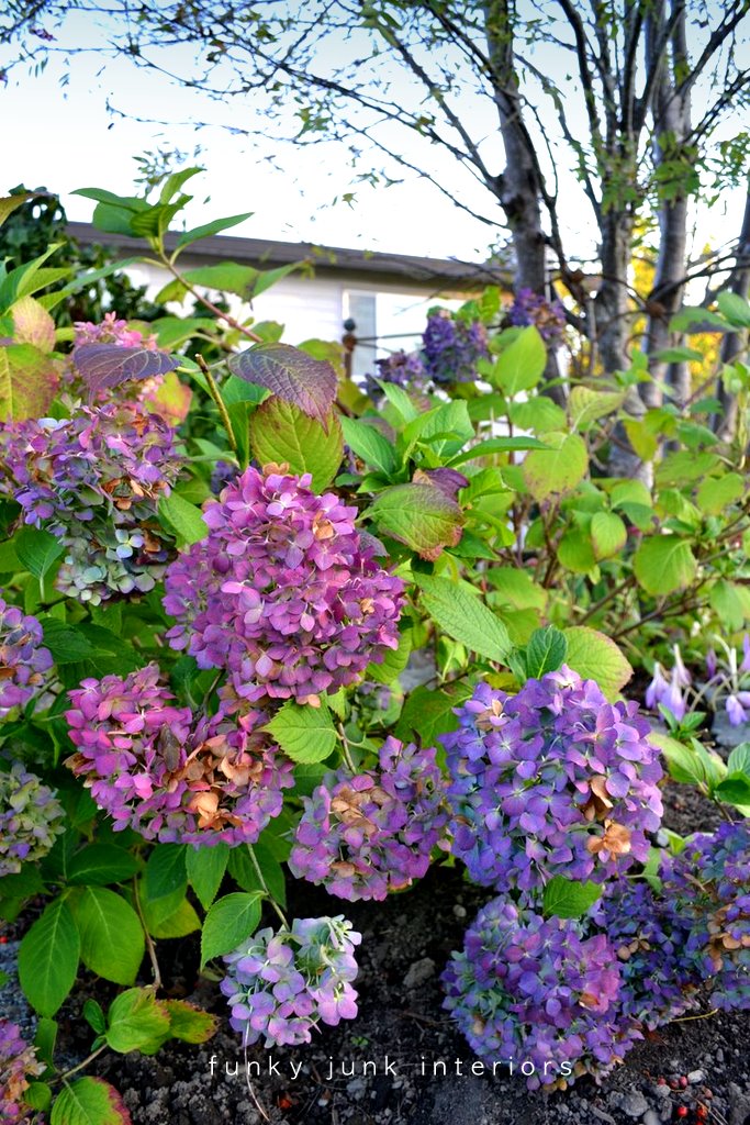 how to dry hydrangeas with wiltfree petalsFunky Junk Interiors