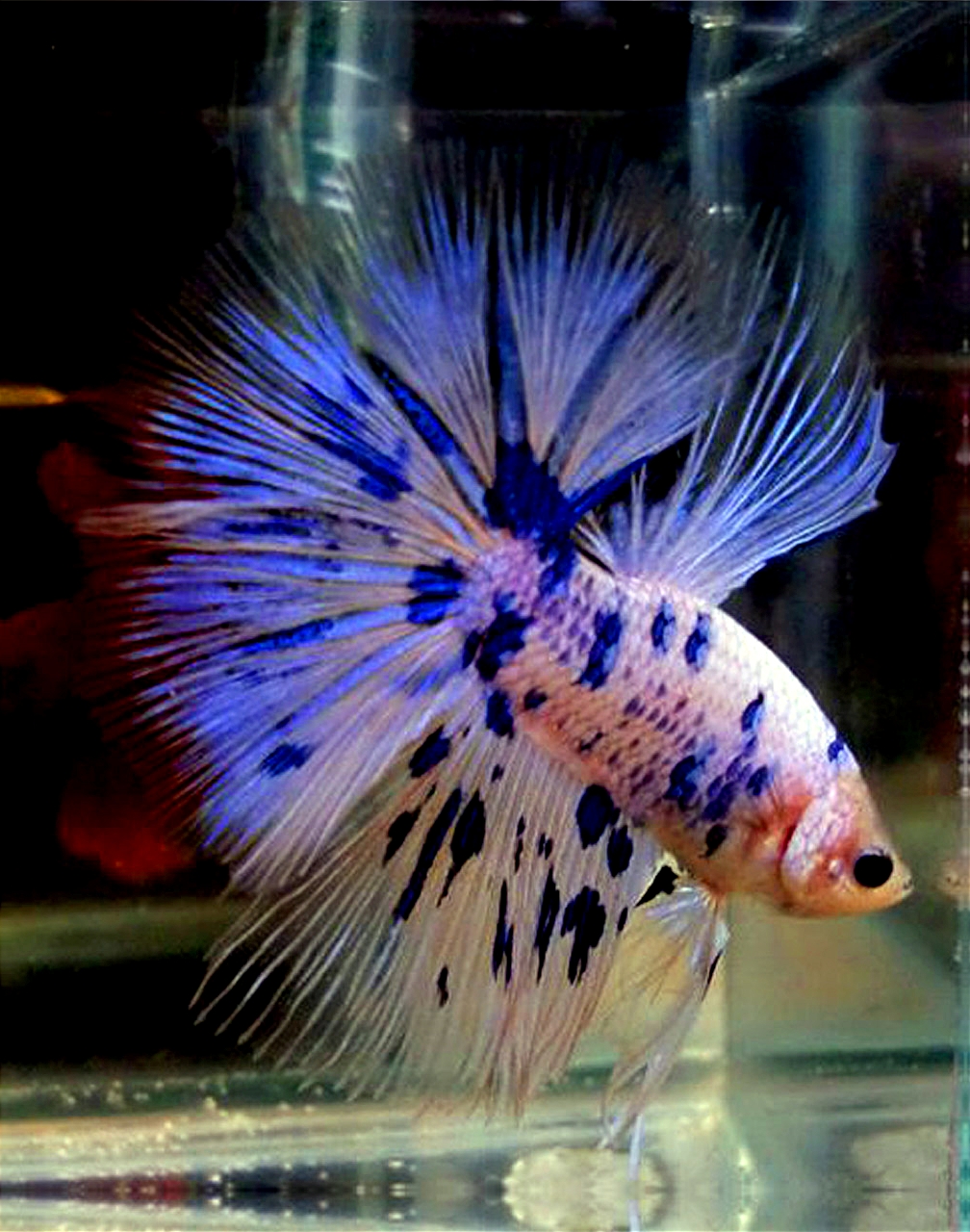PG's Betta Store: [Sample] Blue Betta Dalmatian Betta Fish