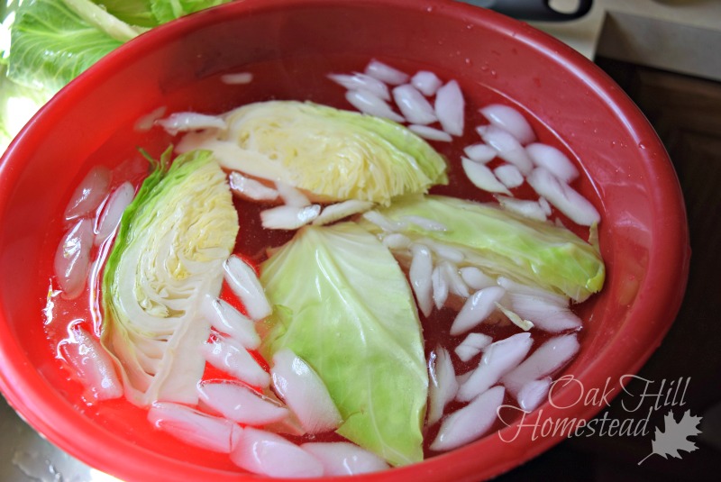 Freezing and Dehydrating Cabbage Oak Hill Homestead
