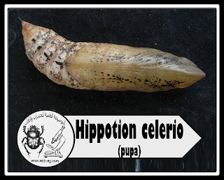 عذراء ورق العنب المنقطة Hippotion celerio