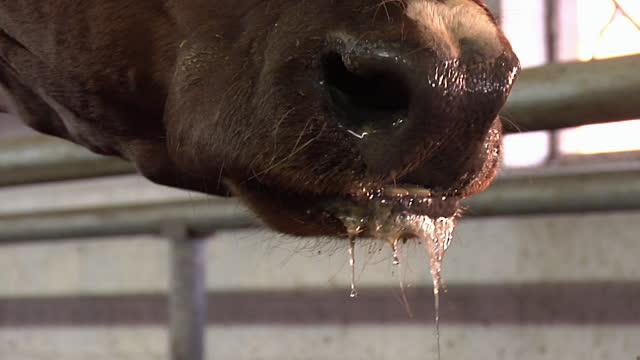 Macam-macam Penyakit pada Mamalia - Berbagi InfoTernak