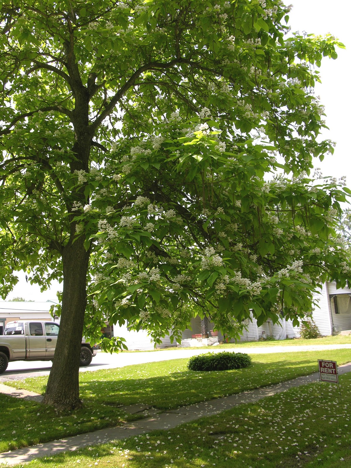 outdoorscribe Old catalpa tree provided my refuge; bait for catching
