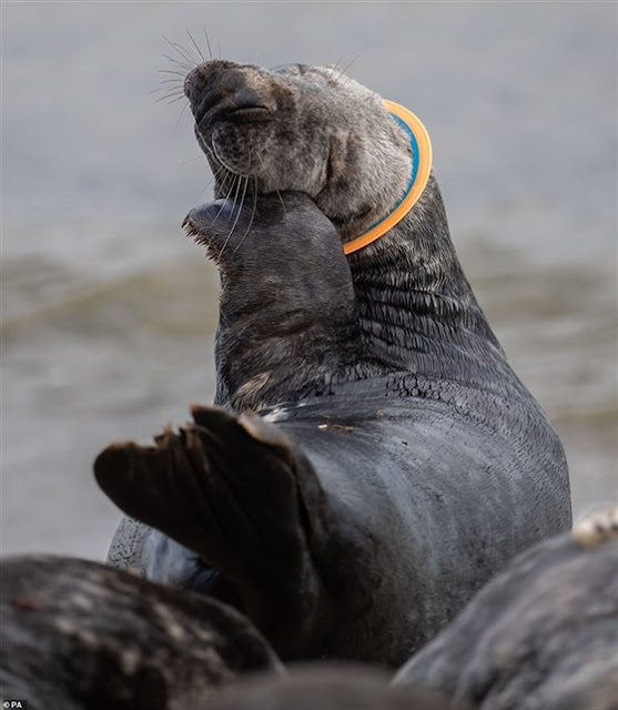 كلاب البحر في خطر كلاب البحر في خطر