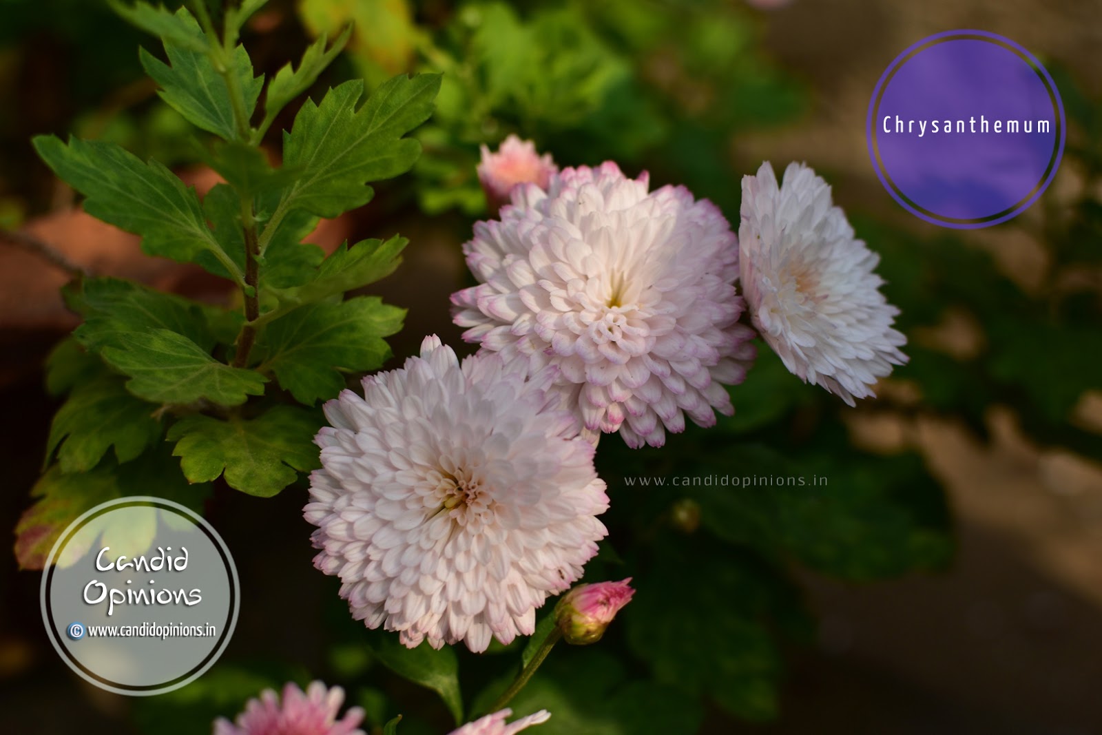 Photo Story 8 Chrysanthemum Flowers On Our Terrace Garden Candid