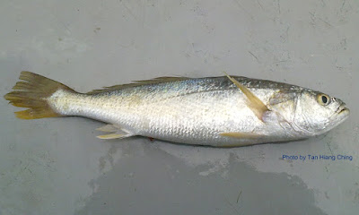 Tigertooth Croaker, Otolithes ruber