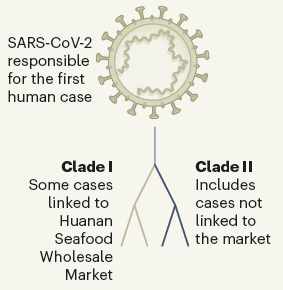 De twee stammen van het SARS-CoV-2 virus