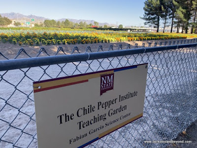 chile pepper field at Chile Pepper Institute Farm in Las Cruces, New Mexico