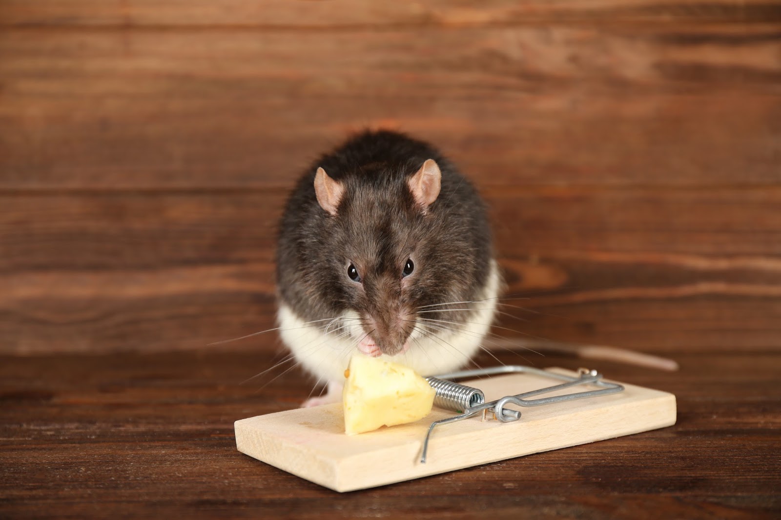 Avon Pest Control Blog Rat and Mice Baiting Tips from Avon Pest Control