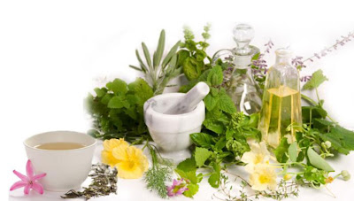 Image result for KUMPULAN TANAMAN HERBAL UNTUK DIABETES