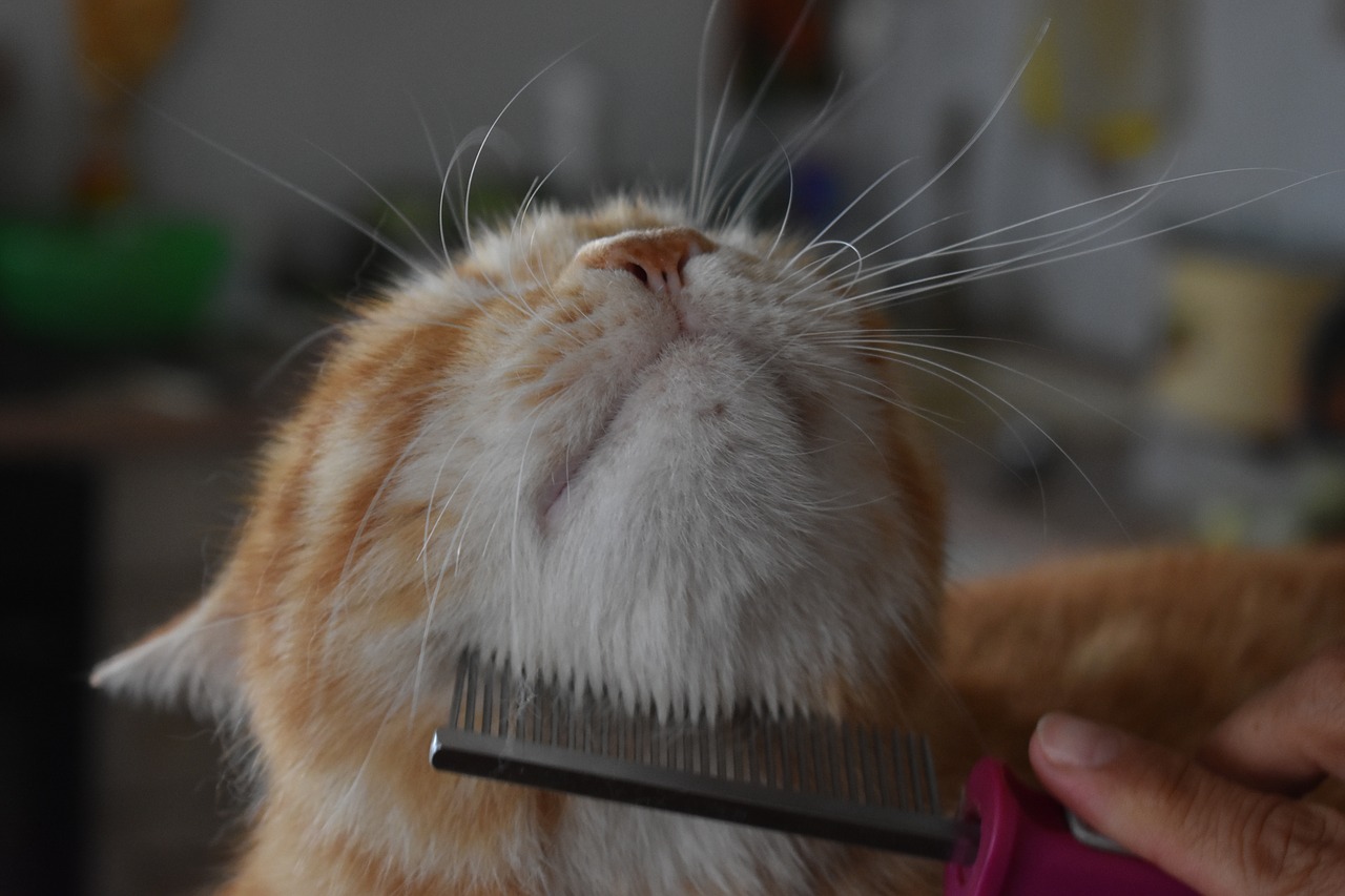 Peluquería para Gatos