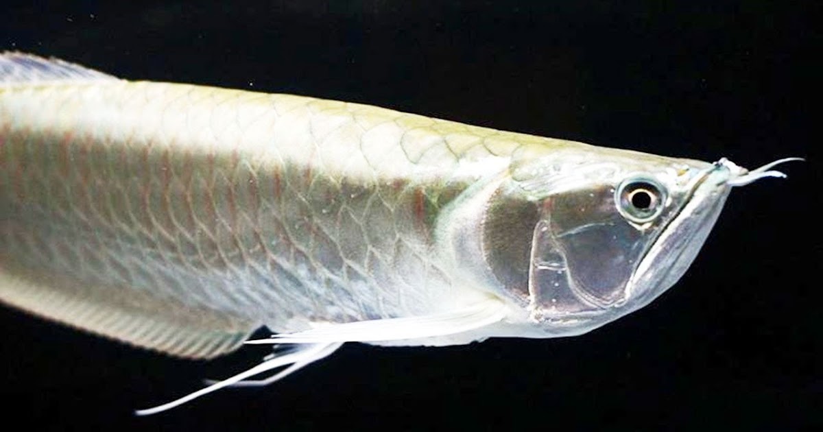 20 Jenis Gambar Ikan Arwana Super Besar Warna Cantik