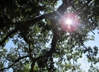 Rebollo en la Senda la Viñuela