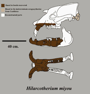 Hilarcotherium skull