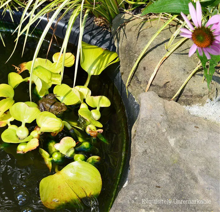 Frog In The Pond