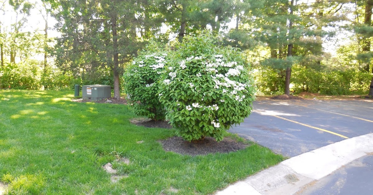 McNaughten Village Condo Association