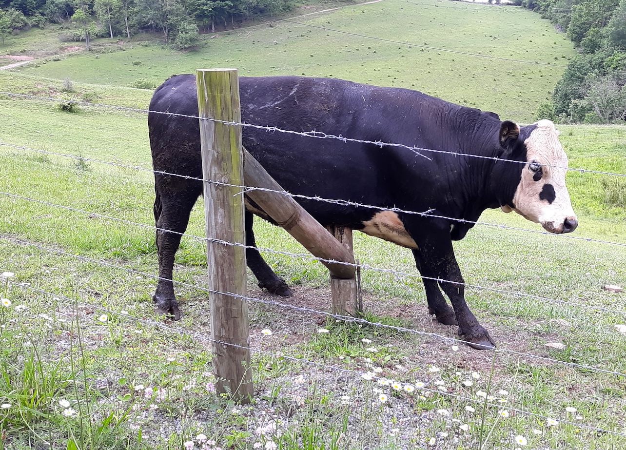 Life is Good ) The Scratching Post
