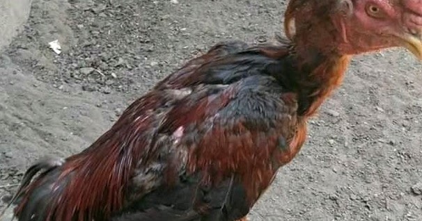 Cara Merawat Ayam Aduan yang Sedang Mabung agar Cepat Rampung Cara Merawat Ayam Aduan yang Sedang Mabung agar Cepat Rampung