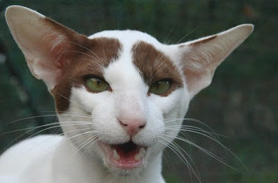 alt="gato oriental de grandes orejas"