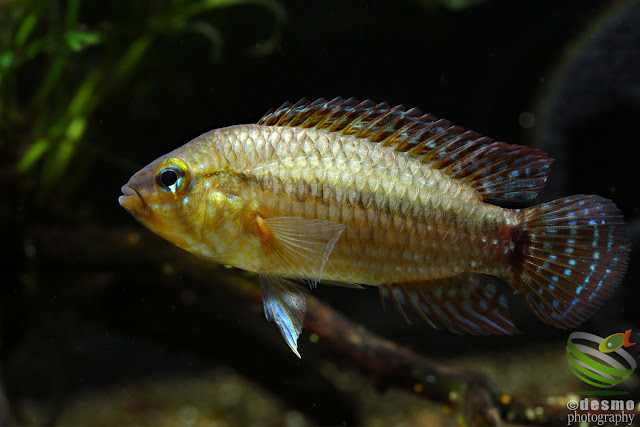 Apistogramma eleutheria