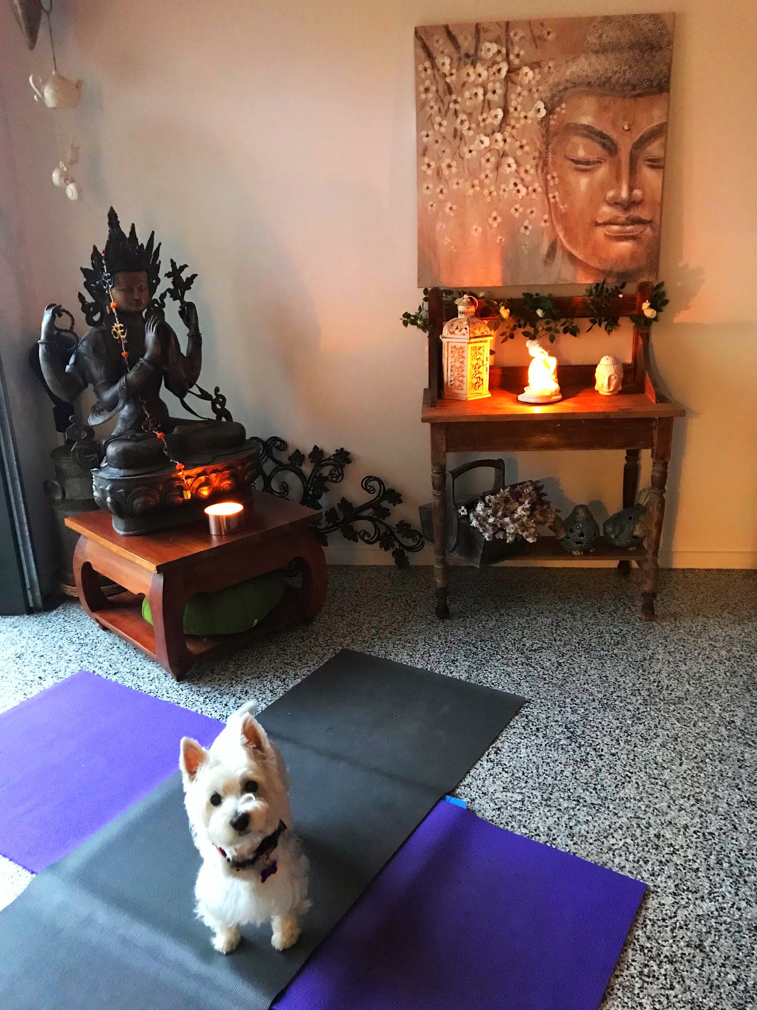 Daisy's Secret: Yoga & Pilates