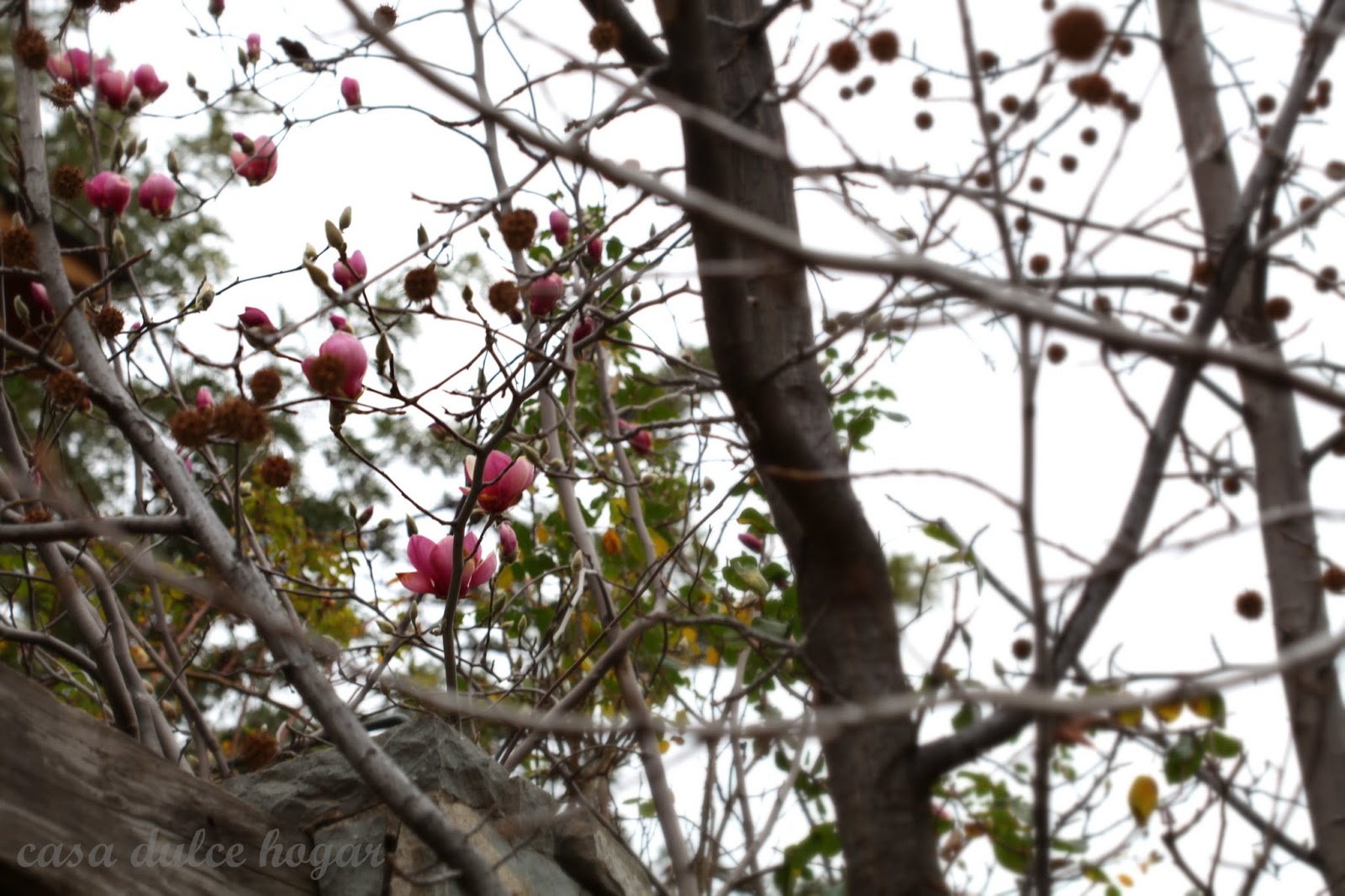 casa dulce hogar: Por el jardín y la casa a mediados de invierno