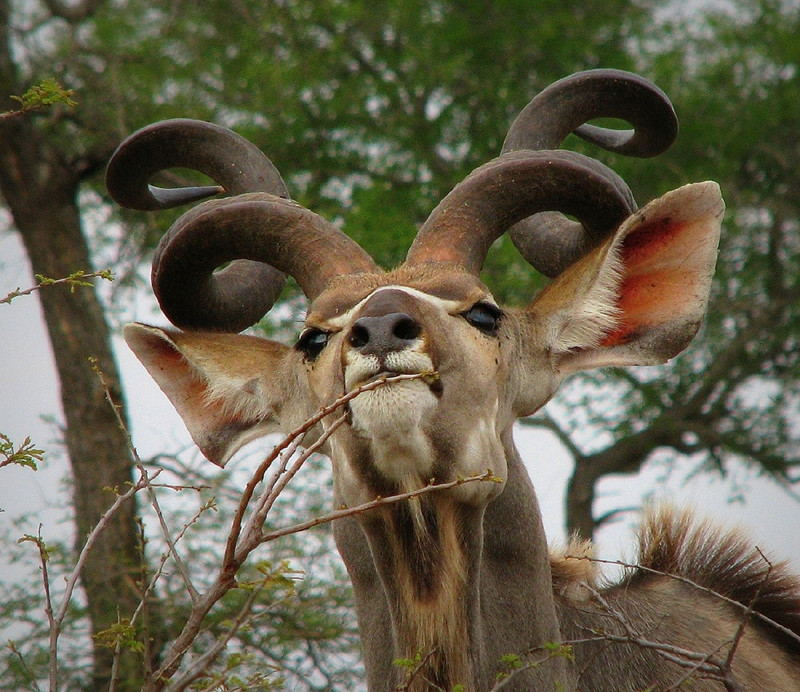 Рог 6 букв. Антилопа Kudu. Винторогая антилопа. Антилопа винторогая Сайгак. Винторогая антилопа рога.