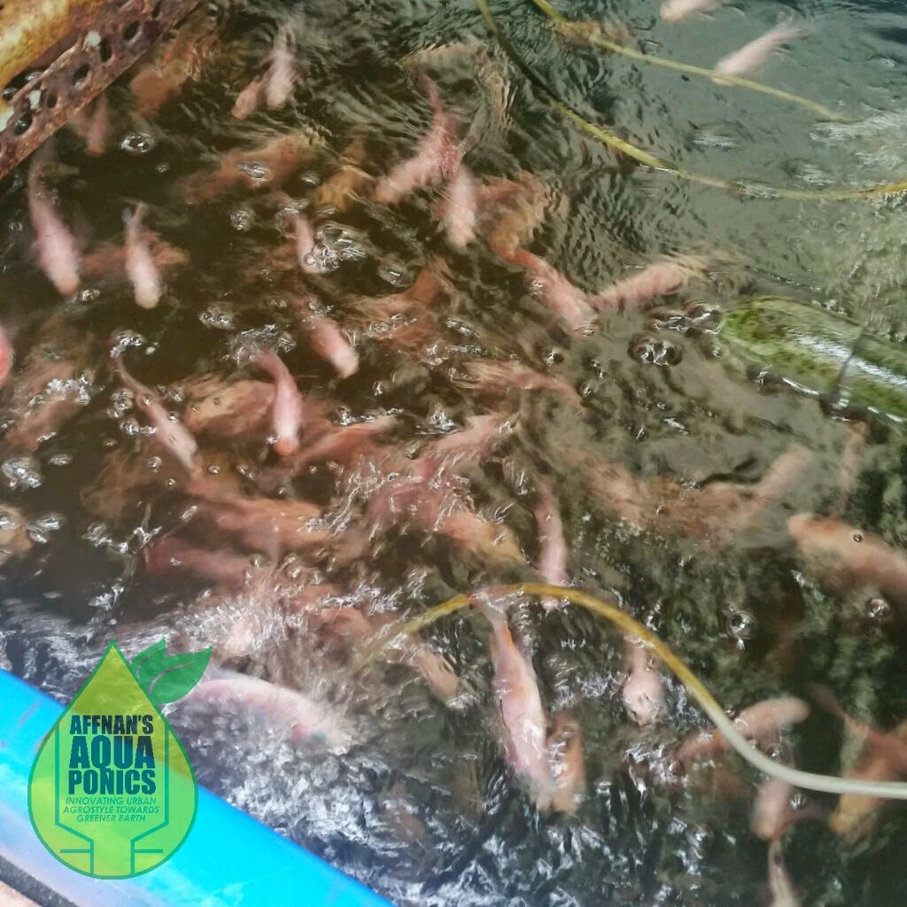 ternak ikan tilapia merah dalam tangki Madeleine Hemmings