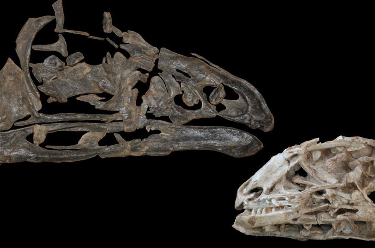 'Wonderchicken' Oldest Fossil of Modern Bird Discovered Geology In
