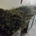 Ιωάννινα:Συνελήφθησαν 3 αλλοδαποί  που βρίσκονταν παράνομα στη χώρα για παράνομη συλλογή αρωματικών φυτών