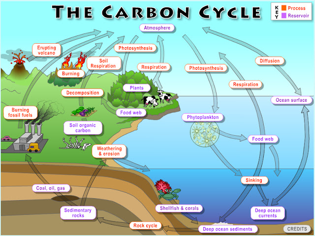 Carbon Cycle 