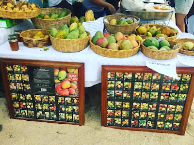 Mango Festival in Hopkins