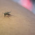 Ο κορωνοϊός μεταδίδεται από τα κουνούπια; Τι απαντάει ο Παγκόσμιος Οργανισμός Υγείας
