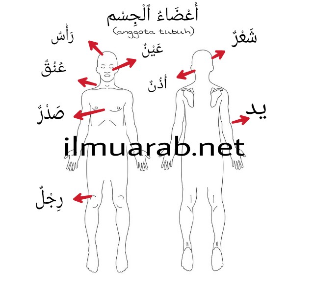 55 Kosakata Bahasa Arab Anggota Tubuh Beserta Artinya Lengkap Ilmu Arab