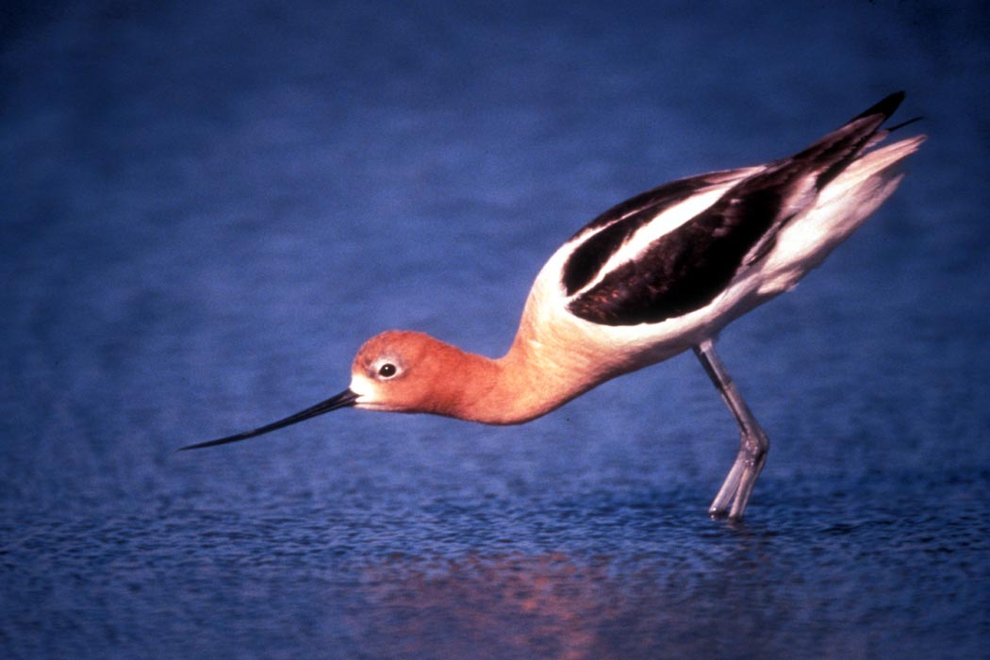 AMERICAN AVOCET