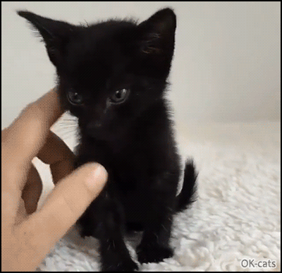 Cute+Kitten+GIF+%25E2%2580%25A2+Adorable