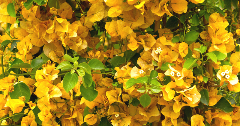 Bougenville Gold Rush, Jenis Bunga untuk Tampilan Taman Lebih Ceria