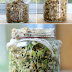 How To Sprouting Green Lentils