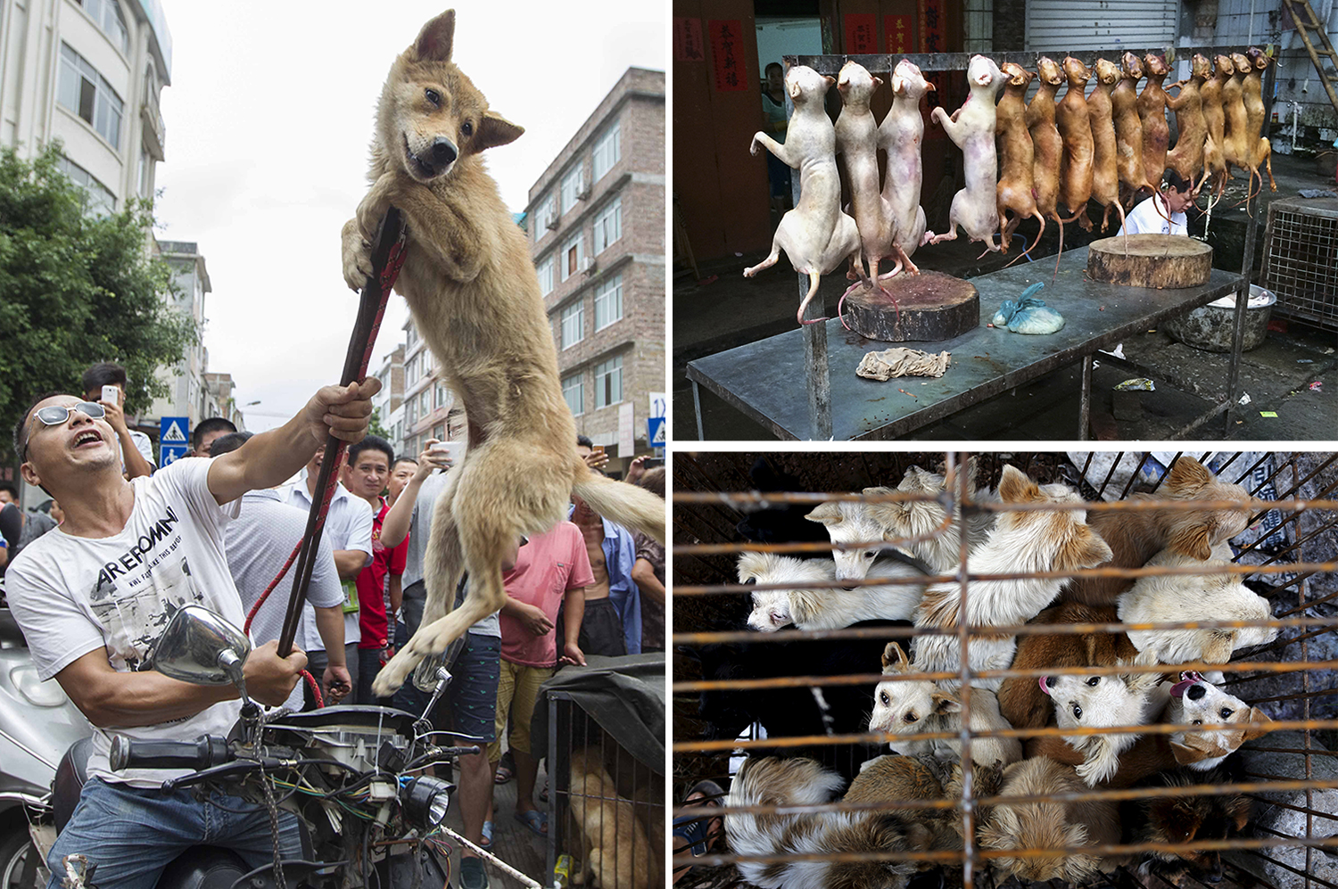 Yulin Dog Meat Festival Heal It With Kindness