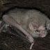 Espécie rara de morcego passa a se alimentar de sangue humano em PE
