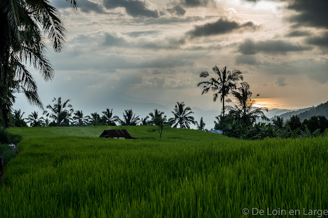 Rizières de Munduk - Bali