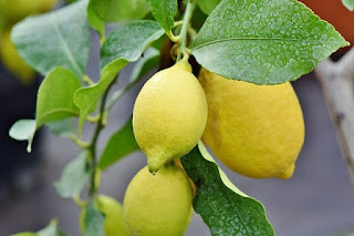 9 manfaat buah jeruk nipis untuk kesehatan