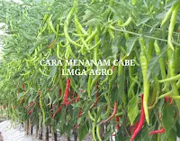 cabai, benih panex 100, cap panah merah, cabe besar, manfaat cabe, jual benih cabe, toko pertanian, toko online, lmga agro