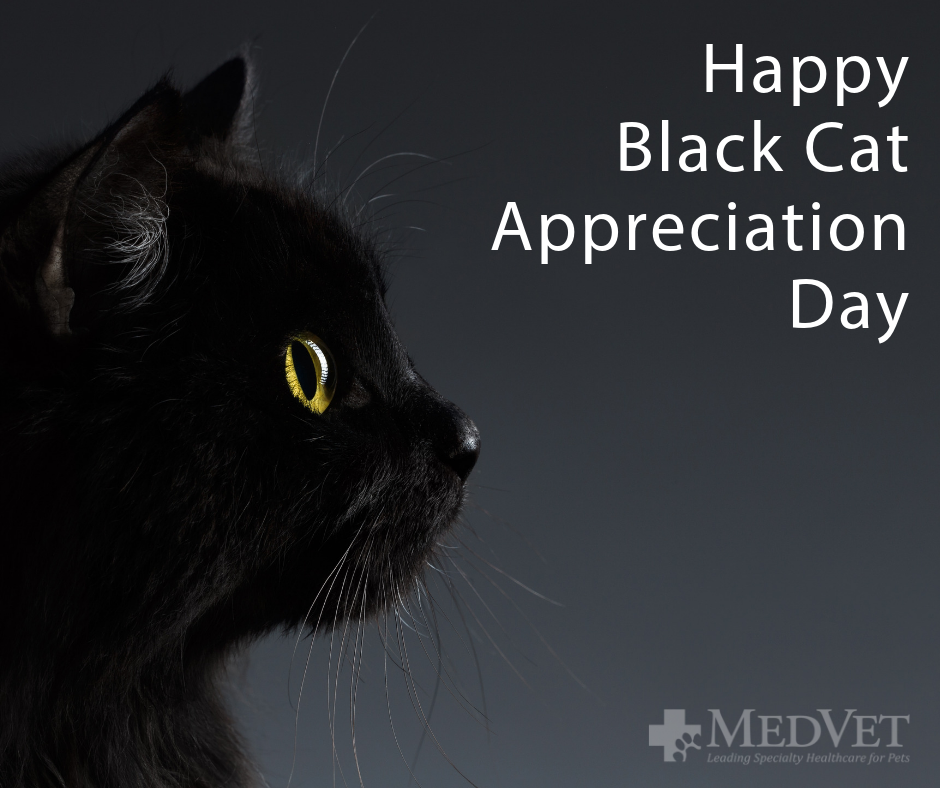 National Black Cat Appreciation Day