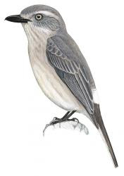 Tephrodornis affinis