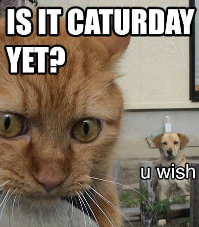 is-it-caturday-yet-cat-cats-kitten-kitty-pic-picture-funny-lolcat-cute-fun-lovely-photo-images.jpg