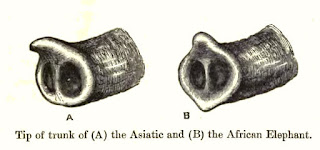 Asya fili'nin (A) hortumunun ucunda tek parmak gibi uzantı bulunurken Afrika filinin (B) hortumunun ucunda iki uzantı bulunur.