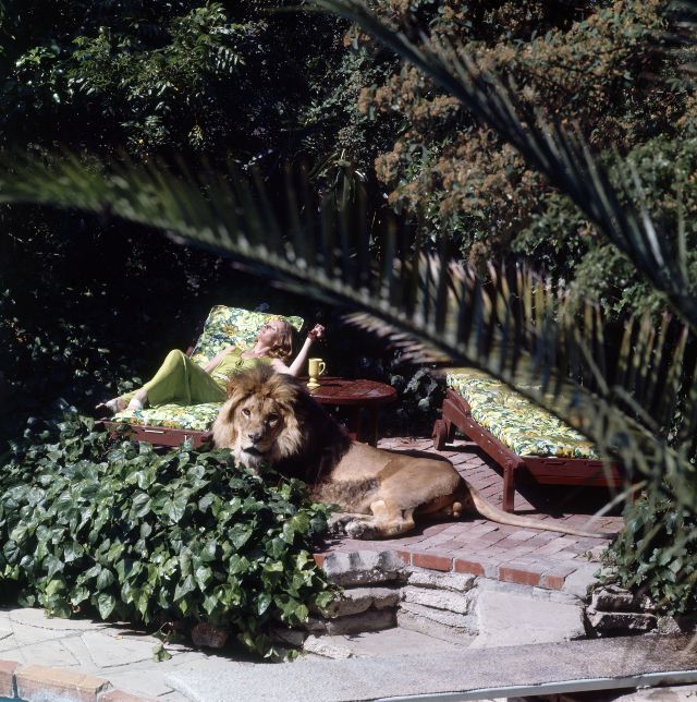 Neil the lion photos Tippi Hedren and Melanie Griffith