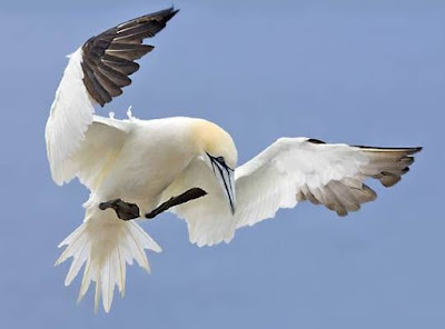 Gannet - Animals That Start With G Gannet - Animals That Start With G